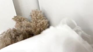 Guy smelled panties and fucked a curvy girl in her wet pussy